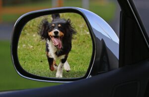 how to travel with dogs in the car
