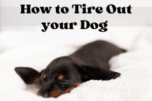 How to tire out your dog 