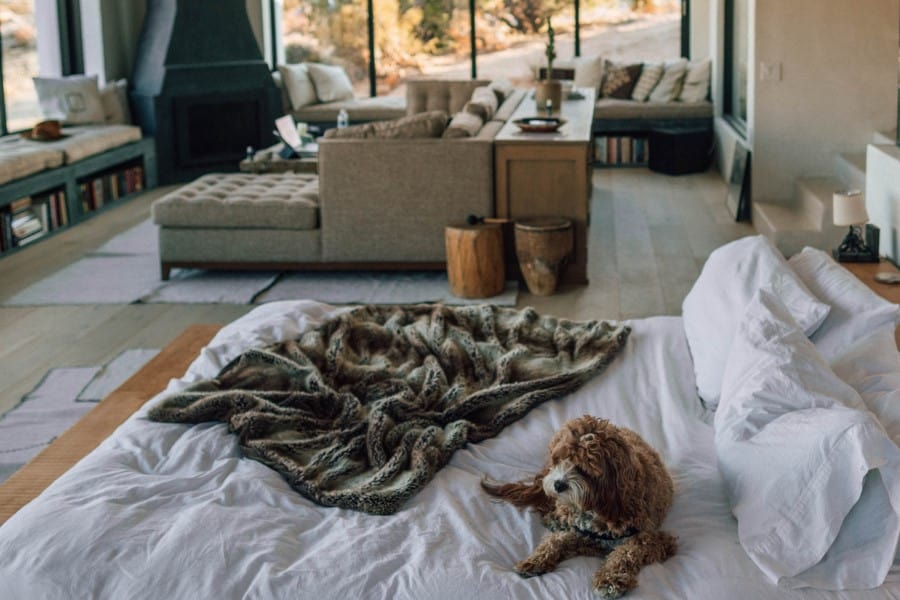 How to Keep a Clean House with Dogs without Losing your Mind The Dog