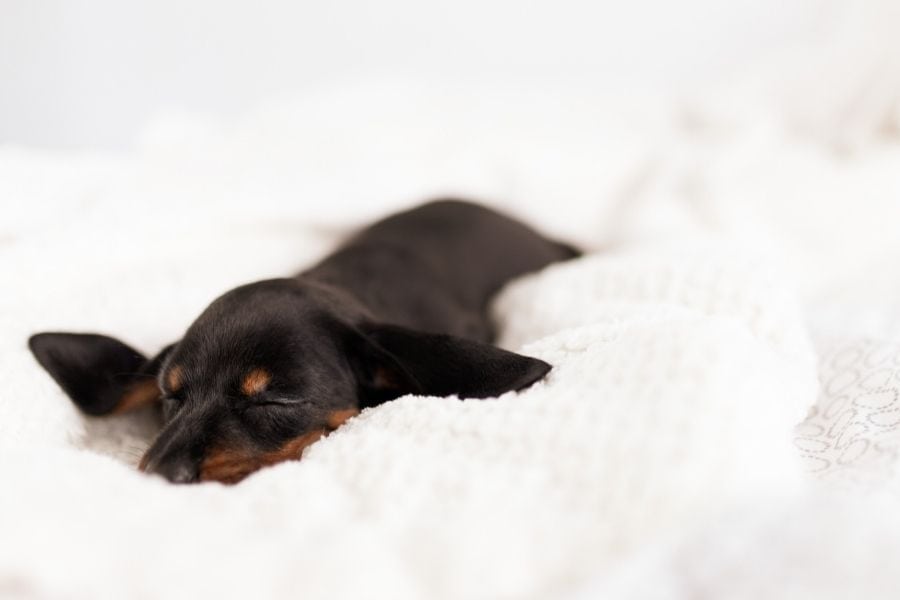 a small dog sleeping on bed sheets