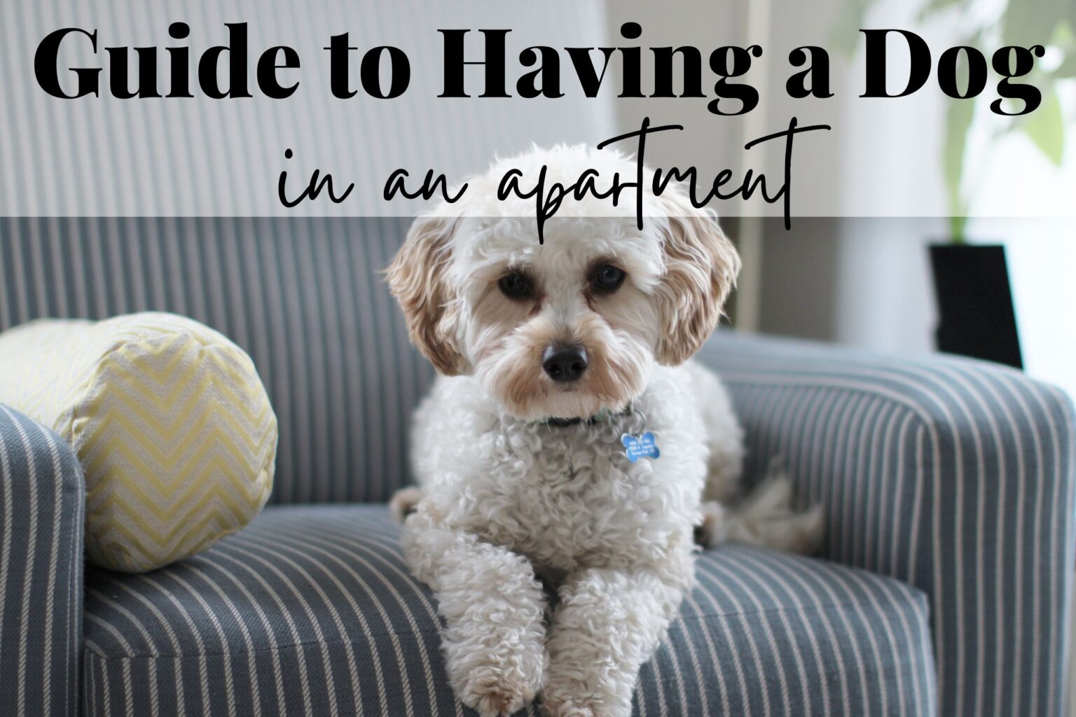 Master Guide to Having a Dog in an Apartment The Dog Darling