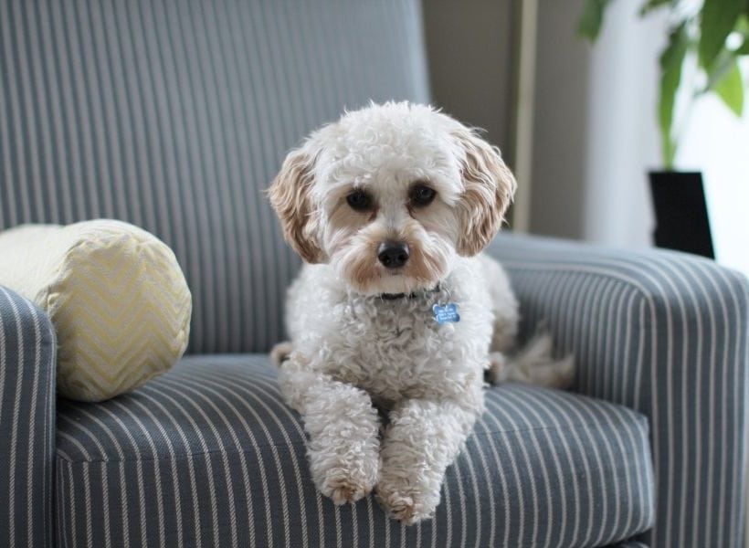 a white poodle sitting on an armchair