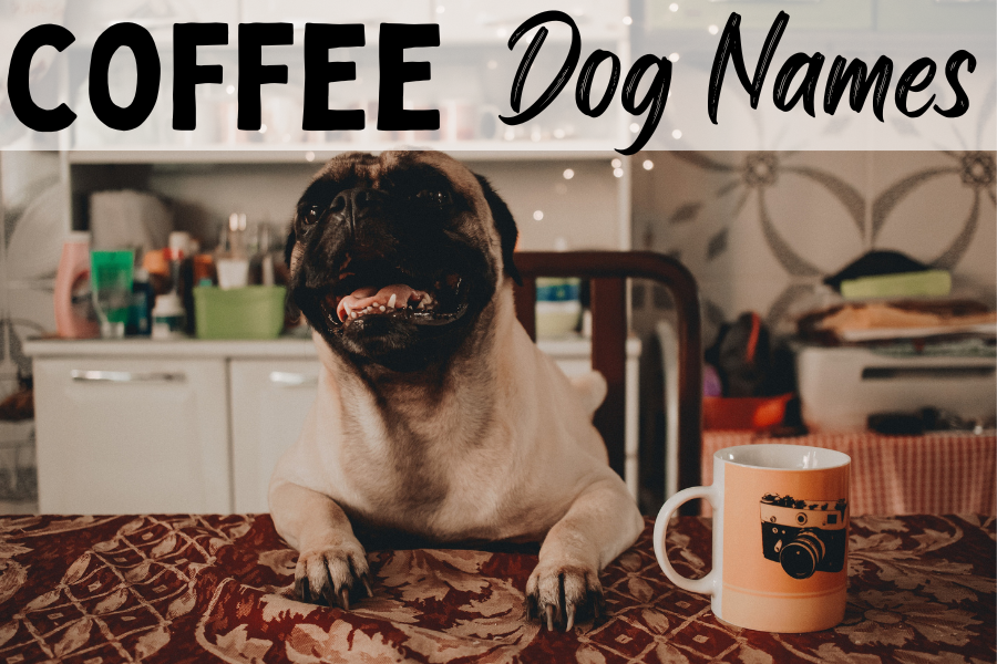 Coffee Dog Names for the Coffee Obsessed The Dog Darling
