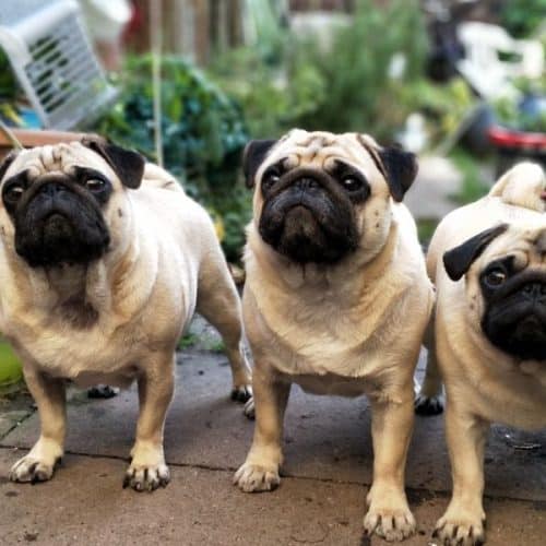 three pug dogs out in the garden