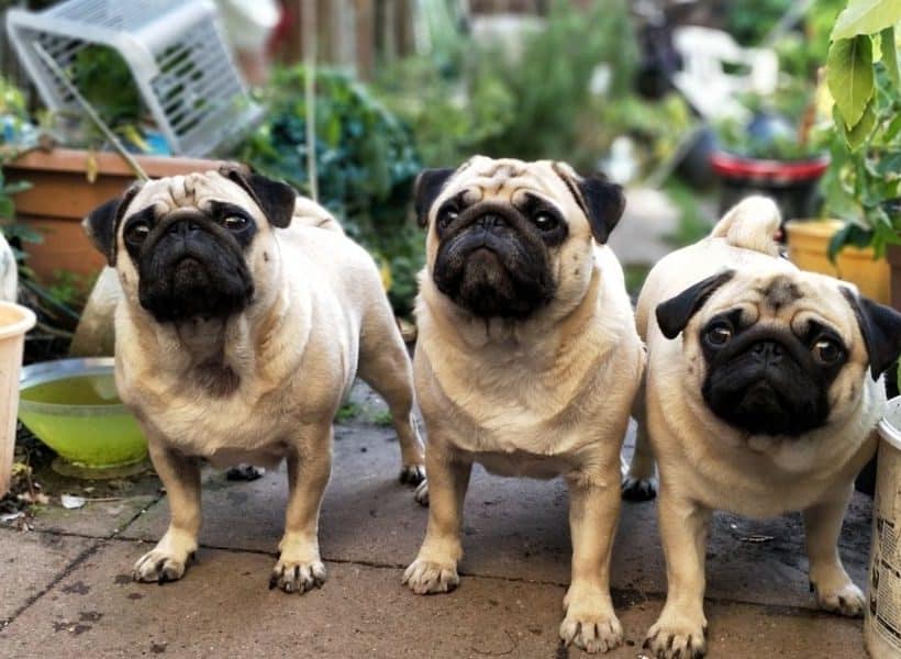 three pug dogs out in the garden