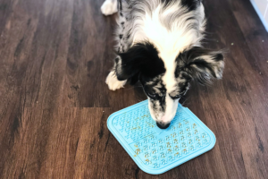 a dog licking peanut butter off a blue lick mat