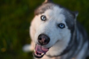 large husky dog with blue eyes