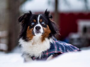 dog with blue eyes in the snow