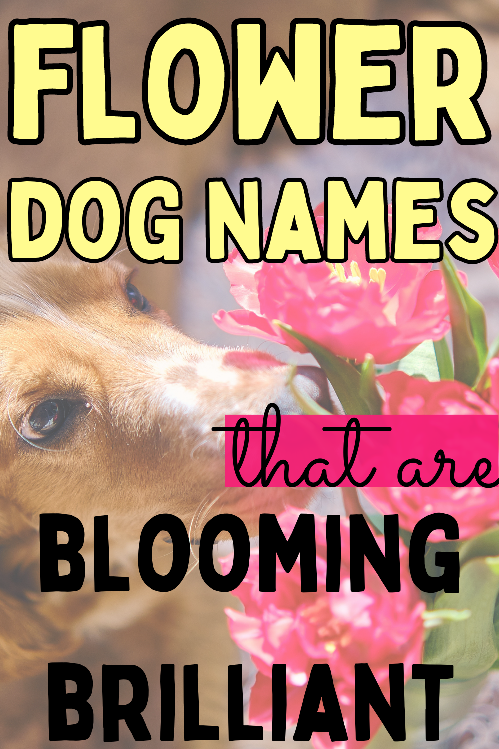 47 Flower Names for Dogs that are Blooming Brilliant The Dog Darling