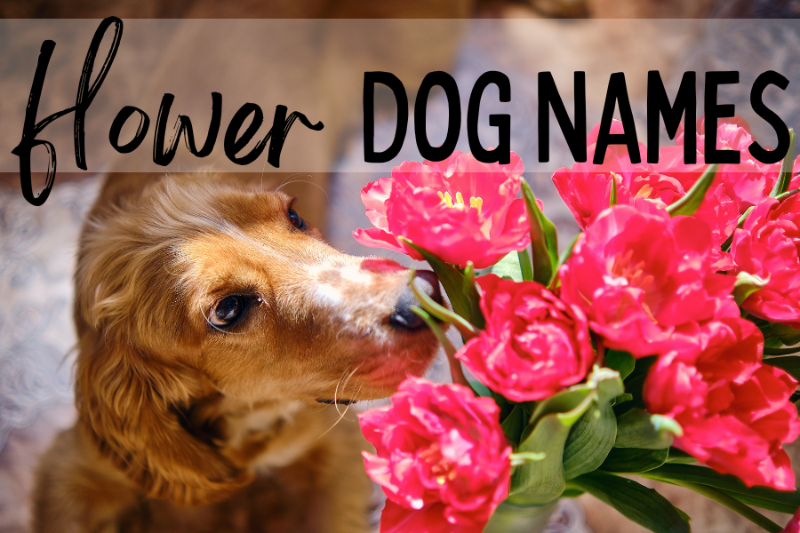 47 Flower Names for Dogs that are Blooming Brilliant The Dog Darling