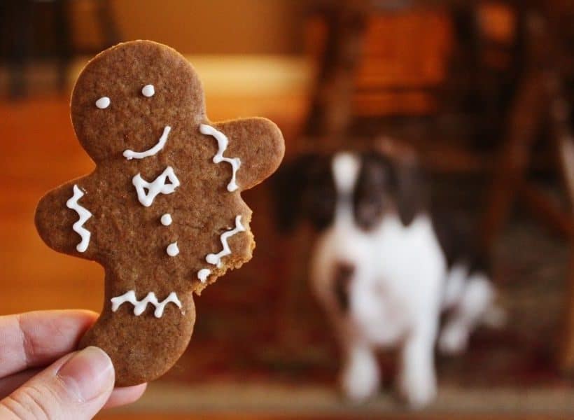 small dog sitting with a gingerbread man cookie