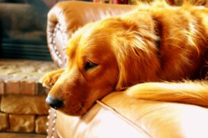 red dog laying on couch-apricot dog names