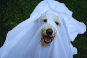 Dog in a Halloween Ghost Costume 