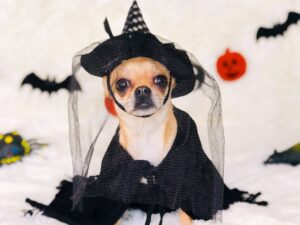 small dog dressed as a witch for Halloween