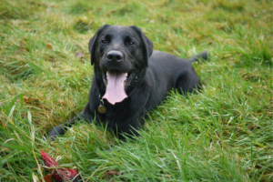 labrador panting in the grass