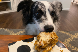dog friendly carrot cake