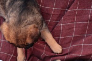 why does my dog lick blankets?