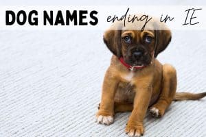 Little puppy with an IE dog name