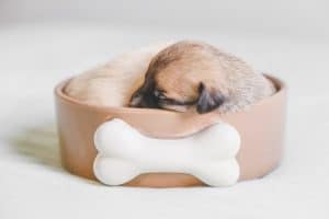 new puppy sleeping in a bowl during a photoshoot