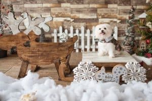 small dog in with a christmas backdrop