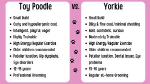 toy poodle vs yorkie comparison chart
