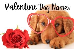 Valentine Dog Names