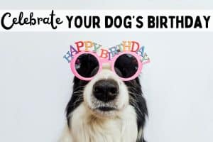 how to celebrate a dog's birthday