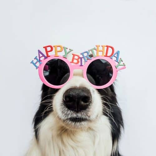 how to celebrate a dog's birthday