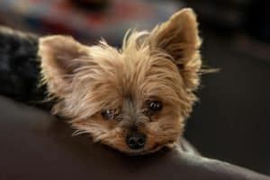 a yorkie laying on the couch