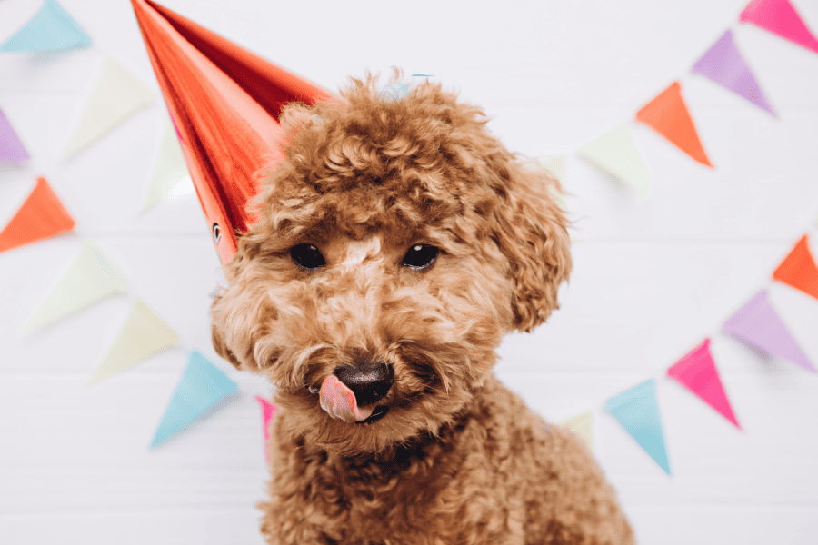 poodle with a birthday hat on at a dog birthday party