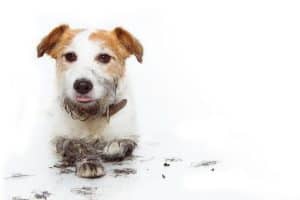 a dog with muddy paws 