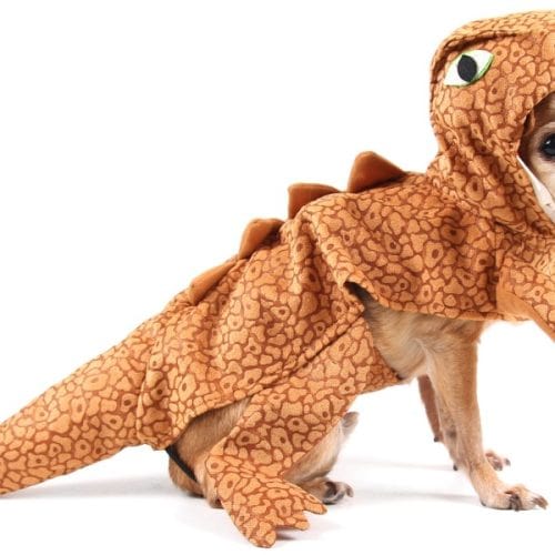 dog in a dinosaur costume