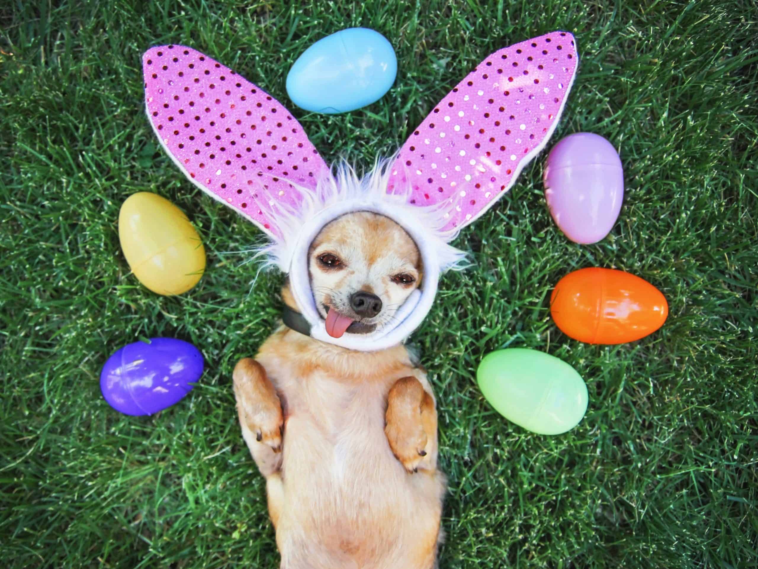 Puppy laying on grass with easter bunny ears and easter eggs