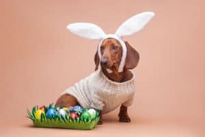 a dog with bunny ears and easter eggs