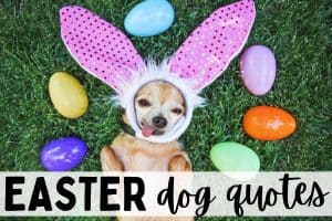 Dog Easter Quotes